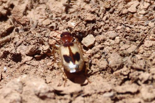 Cymindis discophora
